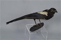 藏品(喜鵲)的圖片